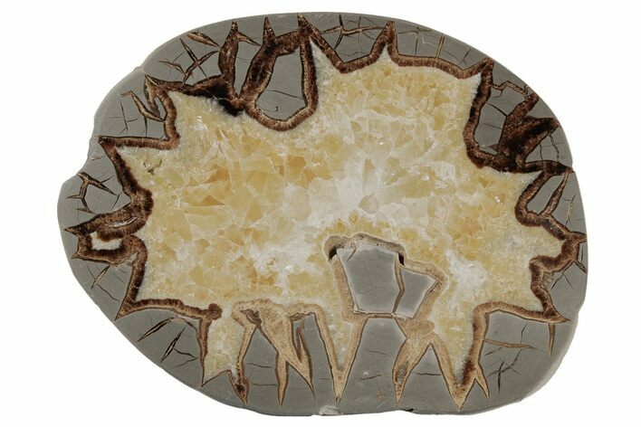 Polished Septarian Slab - Utah #207838